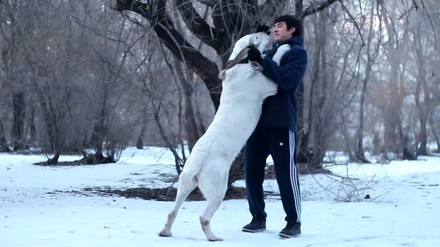 Девочка Алабай Весом 80 кг Вышла Погулять. Питомник Актобет. САО смотреть онлайн