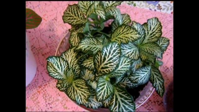 Фиттония. Мои новые цветочки. смотреть онлайн