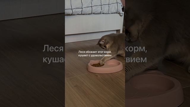 Сухой корм Monge для кошек. Еще обзоры в ШОТАХ на Яндекс Маркете смотреть онлайн