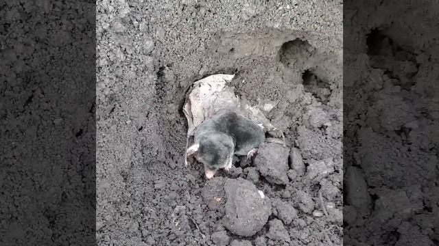 убрать крота, часть 2 смотреть онлайн