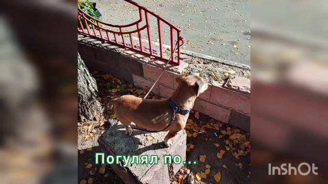 История о том, как Ричи по Твери гулял смотреть онлайн