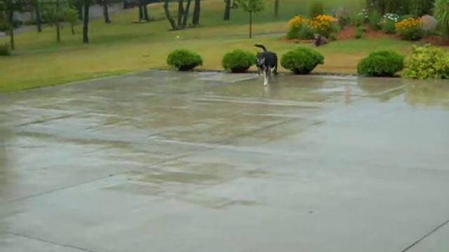 Rosy, Lexi & Porter 2 смотреть онлайн