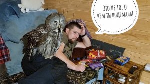 Сова Кофи съел крысу, пришёл сохнуть в дом и поймал Артёма