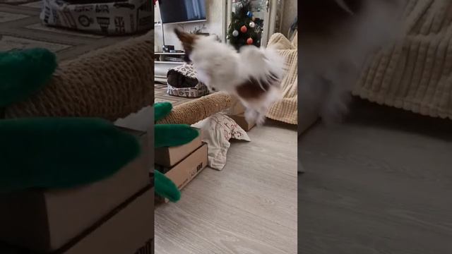 мне кажется, что Бонниту пора водить на аджилити🏃♀️🐶 #папийон #щенок #прыжки смотреть онлайн