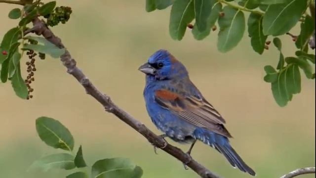Blauwe bisschop (Passerina caerulea) смотреть онлайн
