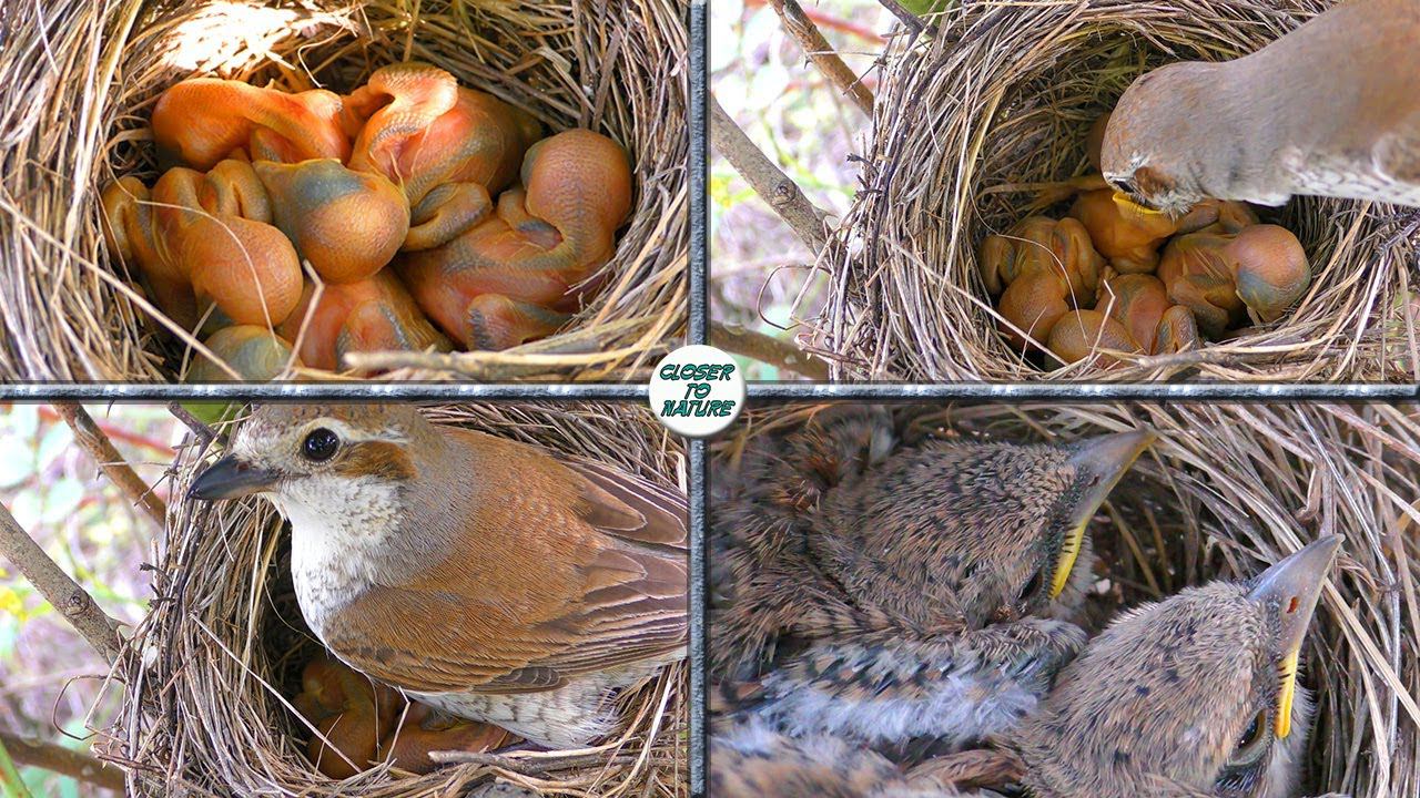 Гнездо Жулана / Red-backed shrike's nest смотреть онлайн