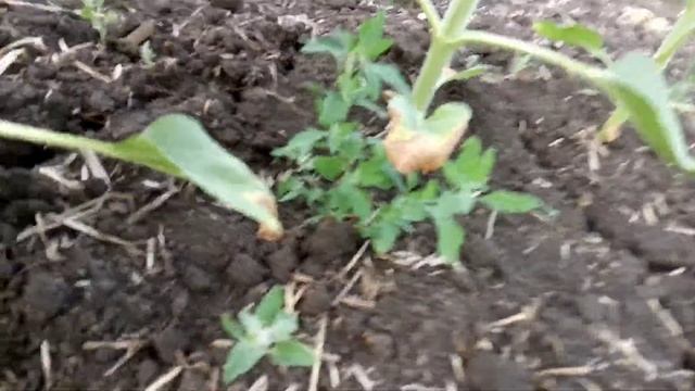 Подкормка подсолнечника по листу. смотреть онлайн