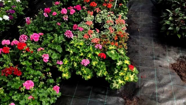 Заглянула в садовый центр, куда меня на работу не взяли смотреть онлайн