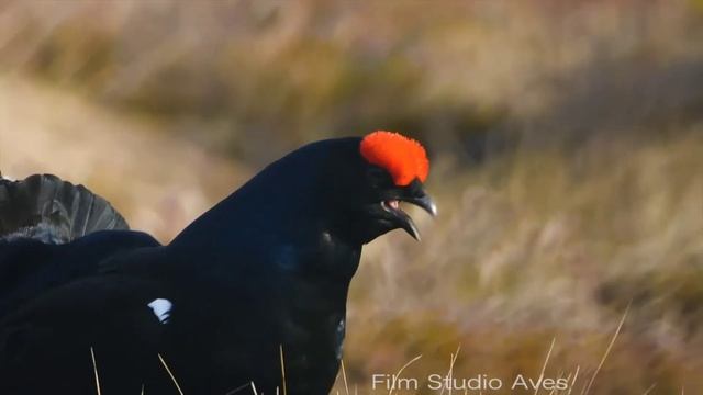 Птицы тайги смотреть онлайн