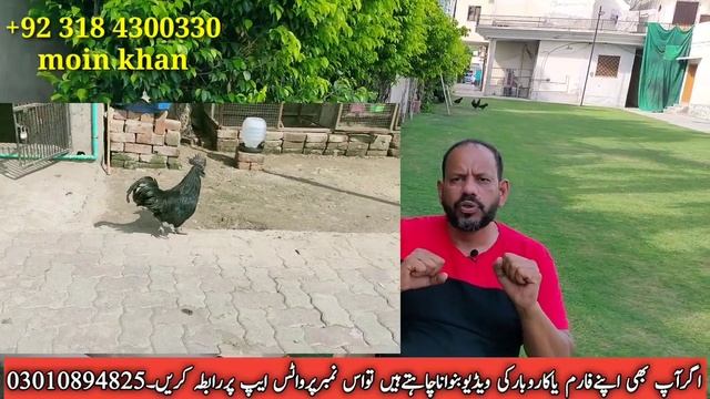 Biggest Modern Ayam Cemani Hen Farm In Lahore||Pure Black Tongue Ayam Cemani Breed In Pakistan||Asi