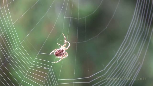 Стройка Вдохновений