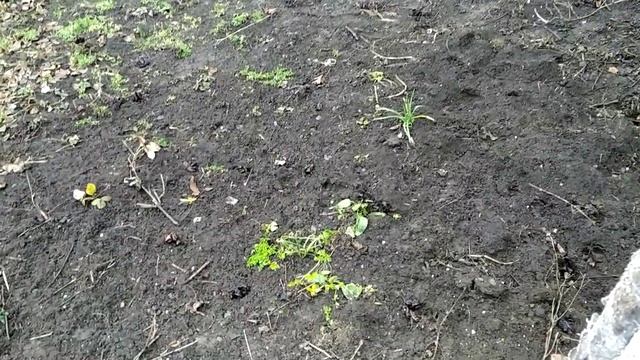 ПОДСНЕЖНИКИ! ? ПЕРВОЦВЕТЫ! GALANTHUS ? THE FLOWERS ? смотреть онлайн