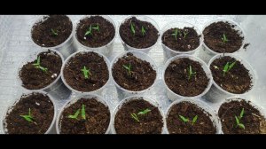 Обязательно посейте так перец на рассаду. Перец взойдет на 2 день 100%. Рассада перца без пикировки.