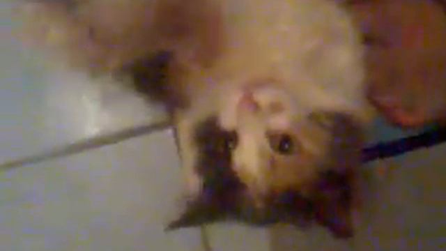 Играющая кошка смотреть онлайн