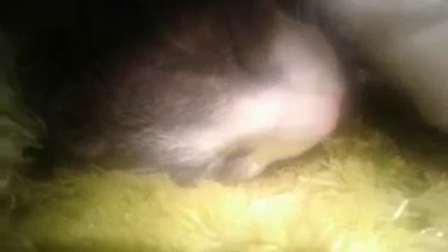 Утро моего котёнка смотреть онлайн
