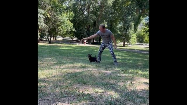 Как управлять той терьером или лучшая игрушка для собаки смотреть онлайн