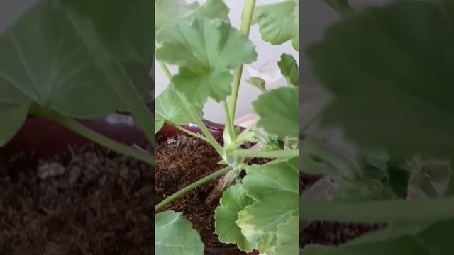 Survivor Idols Rosalinda, пеларгония (герань), куст N2 смотреть онлайн