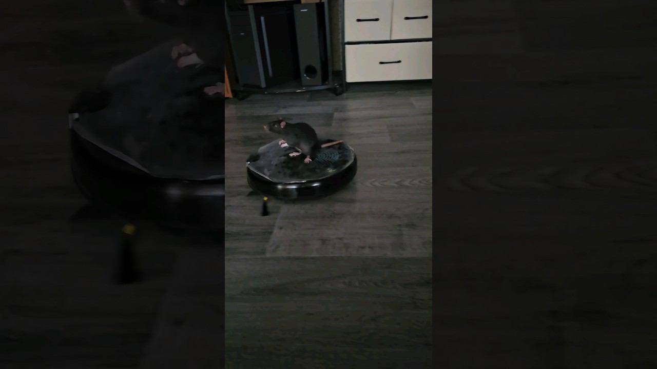▷Крыс на роботе-пылесосе◁ смотреть онлайн