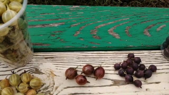 Крыжовник. Как выбрать сорт. Ягодный сад. смотреть онлайн