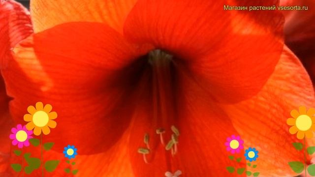 Амариллис гибридный Парк оранж. Краткий обзор, описание характеристик hippeastrum Park Orange смотреть онлайн