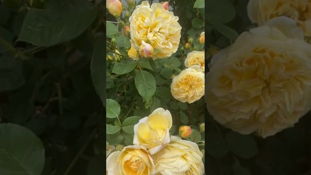 Teasing Georgia! смотреть онлайн