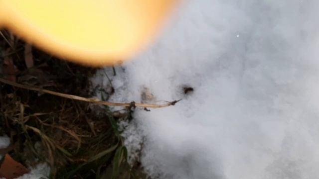 Как зимуют пчелки на улице 2020 смотреть онлайн