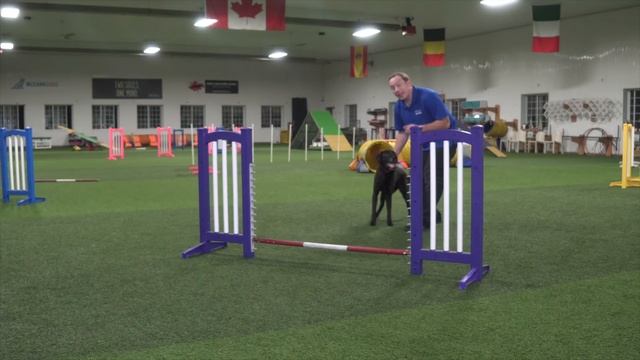 How To Teach A Dog To Jump - Professional Dog Training Tips смотреть онлайн