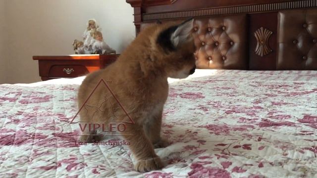 Каракет (75% каракал) - поздравляем!