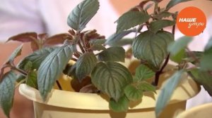 Как выращивать комнатный цветок ахименес