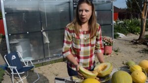 Сорта дынь: дегустация