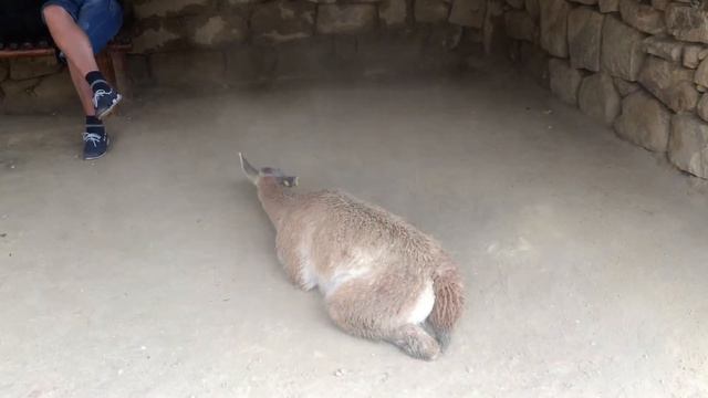 Лама купается в пыли, Мачу-Пикчу смотреть онлайн