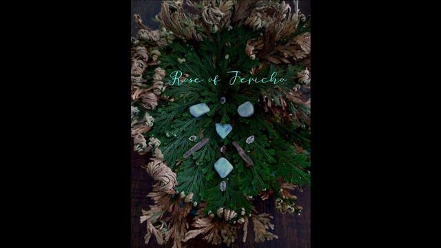 Ancient Wisdom and Renewal with Rose of Jericho - Plant Music смотреть онлайн