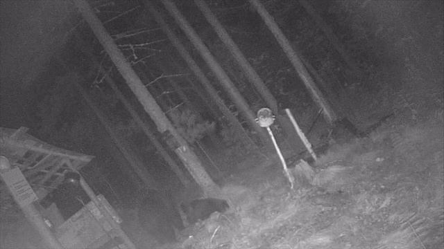 МЕДВЕДИ В ИЗБУШКЕ часть 2. смотреть онлайн