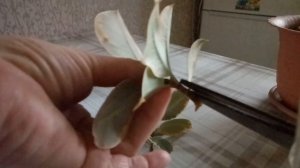 Укоренение фикуса Тинеке.  Эксперимент.
