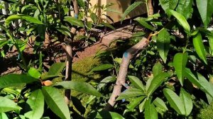 Персик. Так чаша или веретено - я выбираю веретено!