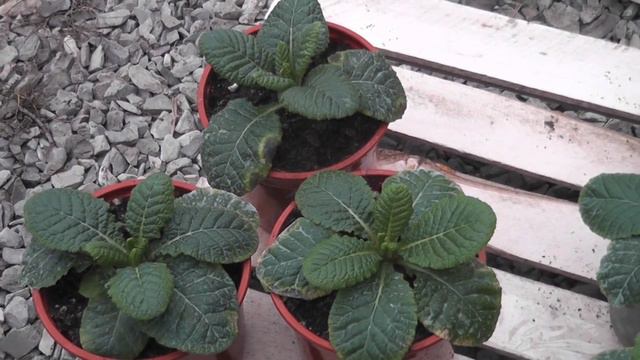 Примула. Вирус, хлороз, бактериоз? Лечим вместе!