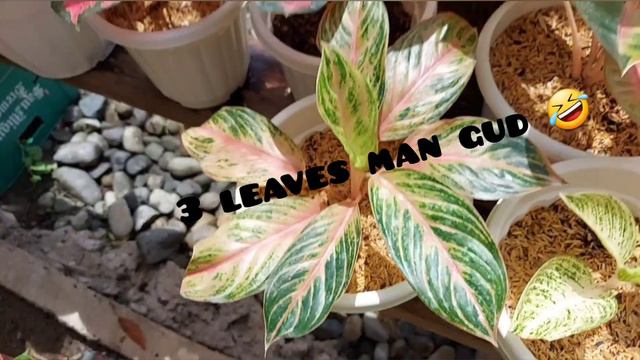 My Aglaonema Progress after 6 months смотреть онлайн