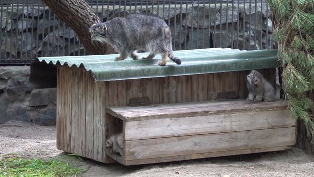 Манул с котятами. 21.07.2022 смотреть онлайн