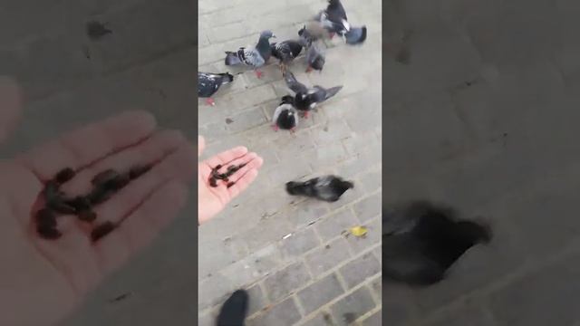 Московская птица смотреть онлайн