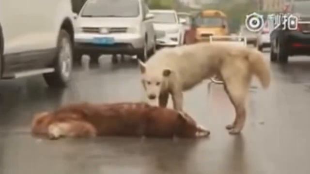 Любовь и Сострадание/Love and Compassion смотреть онлайн