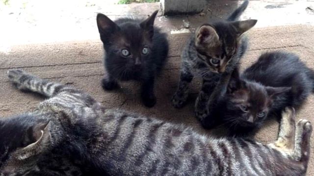 Отец с сыном поехали на рыбалку, а вернулись с котятами и кошкой смотреть онлайн