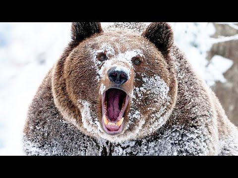 БУРЫЙ МЕДВЕДЬ - огромный хищник и хозяин лесов. Он способен легко справиться даже с крупной добычей смотреть онлайн