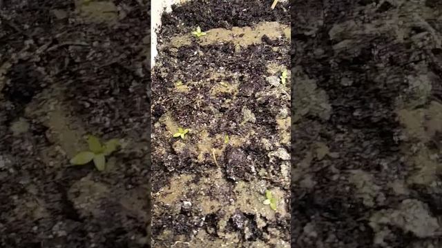 Эустома из семян и подобные ей смотреть онлайн