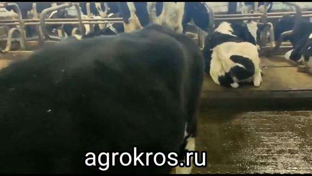 Порода КРС Голштин в продаже 440 голов коров телок и нетелей смотреть онлайн