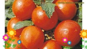 Томат обыкновенный Белый налив. Краткий обзор, описание характеристик Belyi naliv