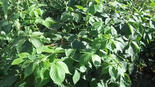 Ежевика Колючая и какие подкормки надо производить во врремя её роста смотреть онлайн