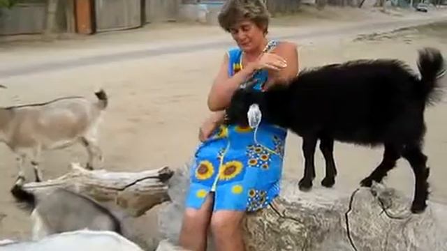 козлик бодается avi смотреть онлайн