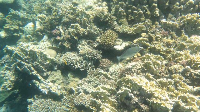 Gorgonia beach смотреть онлайн