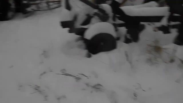 Корчеватель КРОКОДИЛ на трактор МТЗ! НАЧАЛО! смотреть онлайн