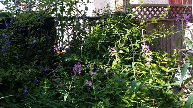 ?Sedum? Crocosmia Lucifer, Orange?Flower Garden( Attracts Hummingbird)-Sedum Spurium 'John Creech'
